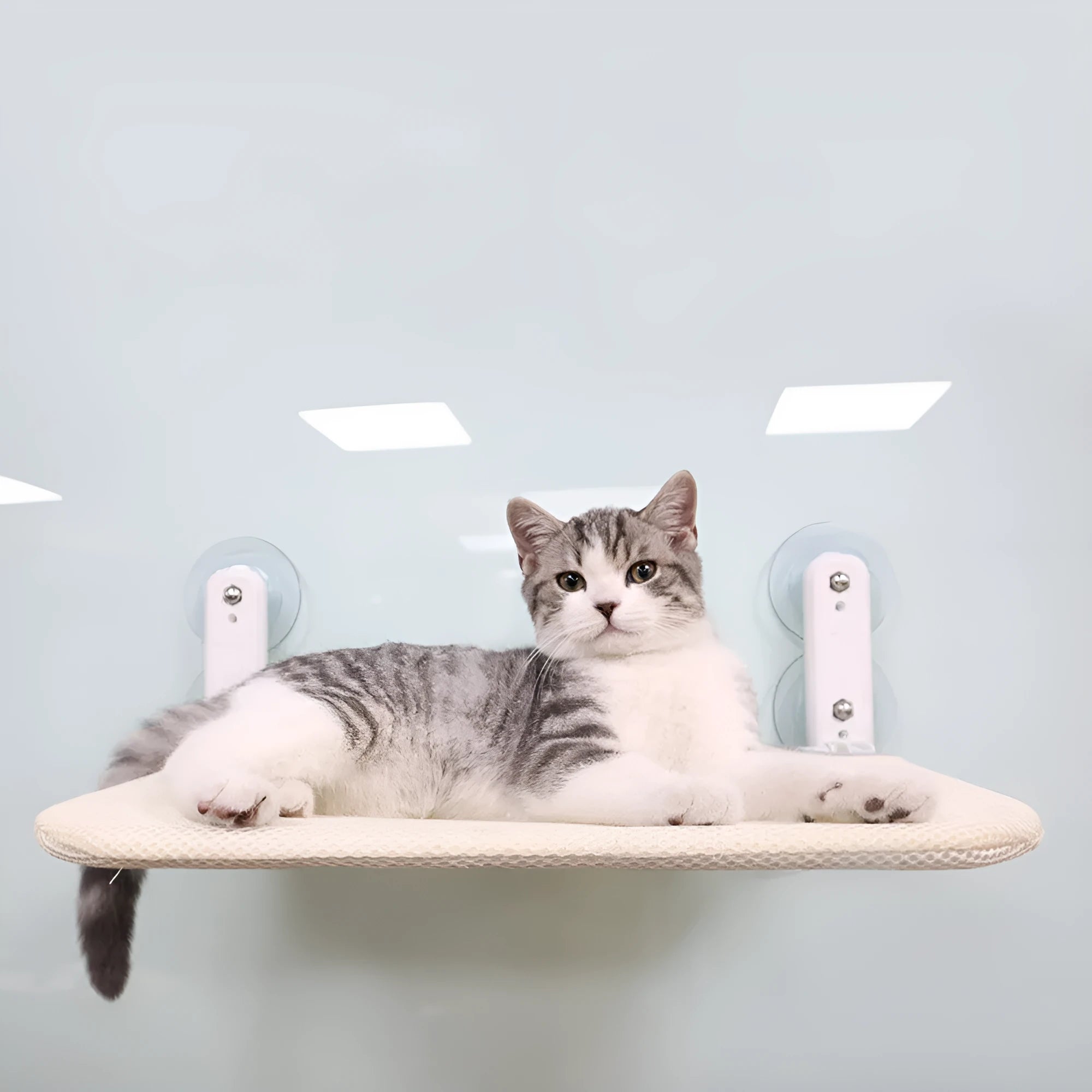 Stainless steel frame cat hammock with foldable cushion mounted on a window using suction cups.