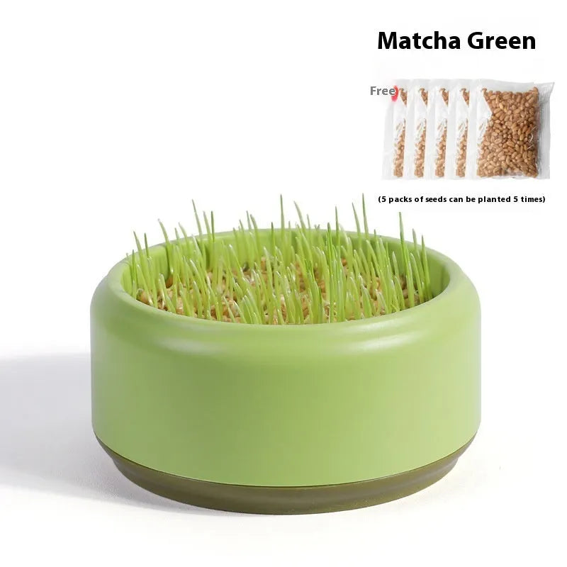 Hydroponic cat grass starter kit with soilless growing cups and seed packs in blue, green, yellow colours