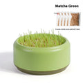 Hydroponic cat grass starter kit with soilless growing cups and seed packs in blue, green, yellow colours