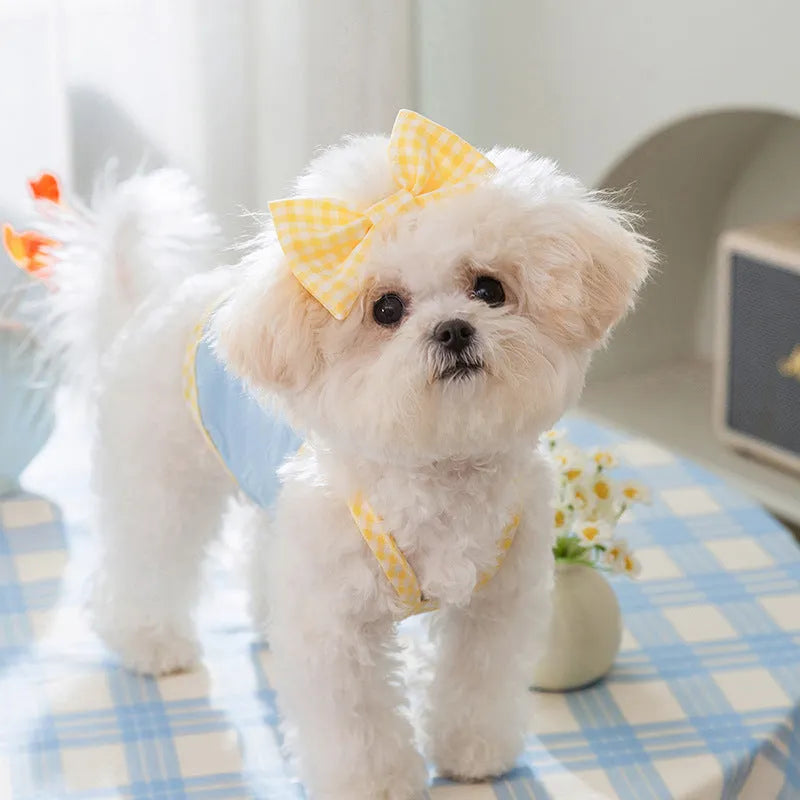 Small dog wearing elastic suspenders vest with heart relief bow in Bondi Blue colour